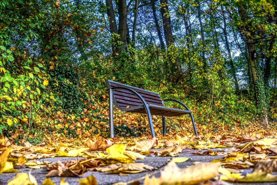Leaves autumn autumn colours