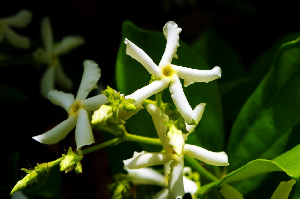 Flower white flower Free photos