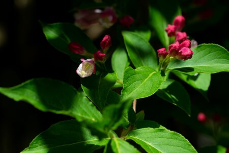 In the garden tree blossoms shrub flowers