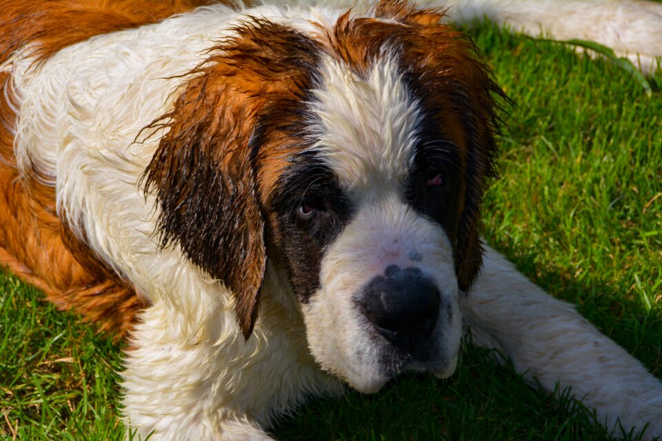 Cute snout companion