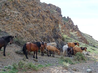 The herd horses horse