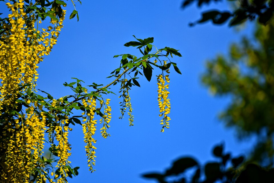 Flower foliage tree