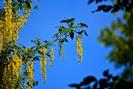 Flower foliage tree