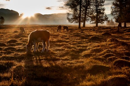 Meadow landscape dawn