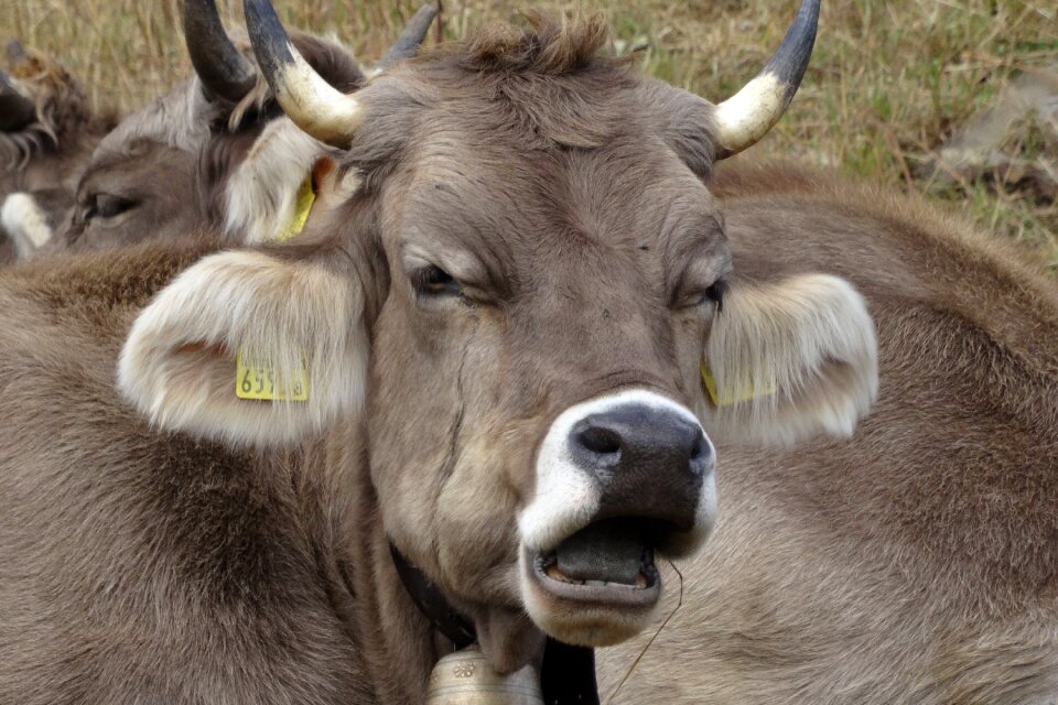 Agriculture ruminant nature