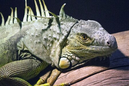 Green chameleon wild eye wild lizard photo