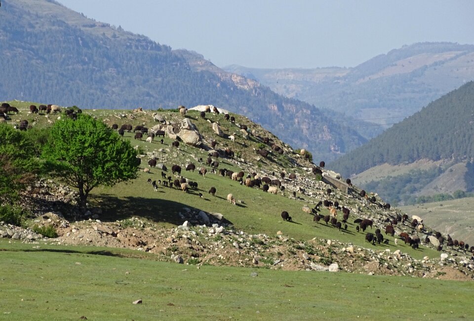 Herd sheep flock photo