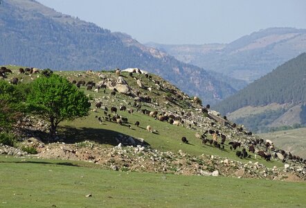 Herd sheep flock photo