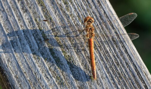 Moor flight insect insect