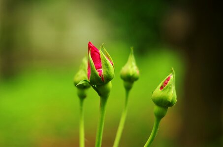 Rosebud bud buds