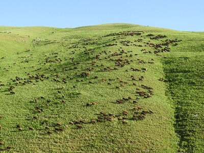 Pasture herd sheep