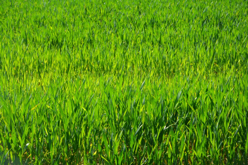 Fields farm color green field