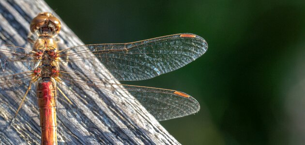 Moor flight insect insect