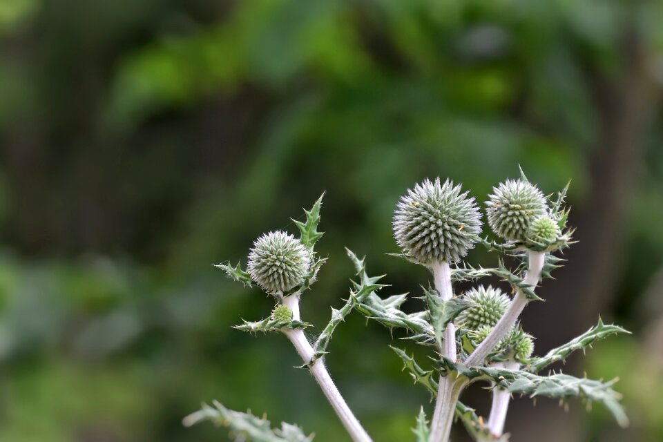 Prickly summer nature