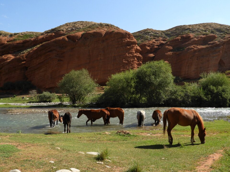 Herd horses watering place