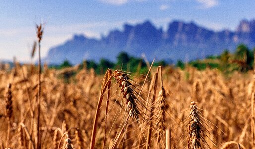 Summer cereals landscape