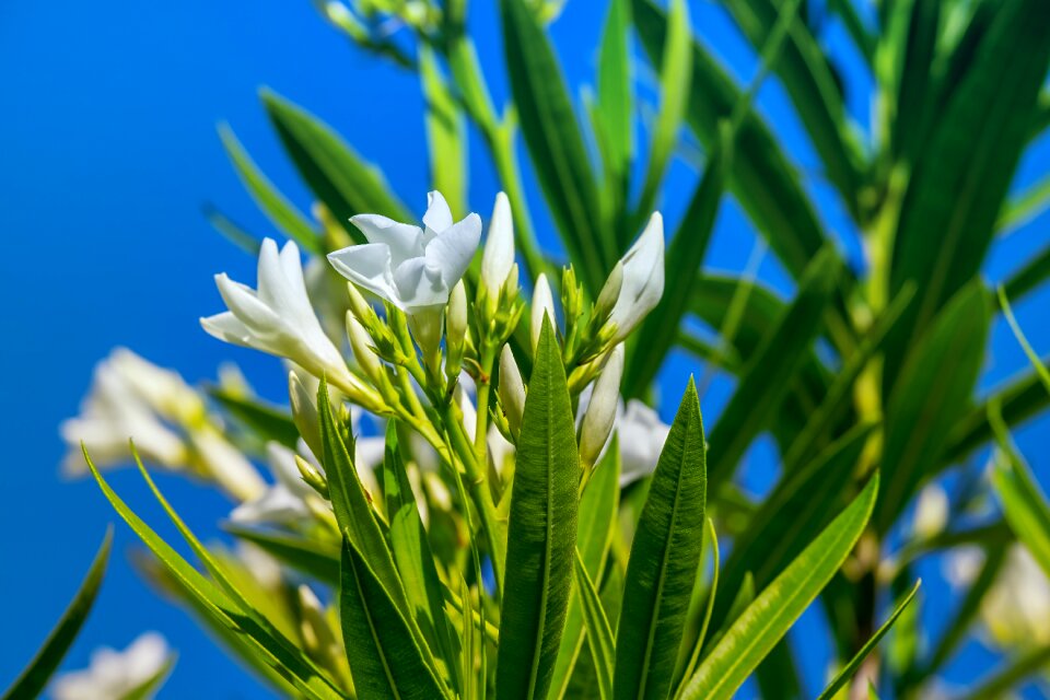 Blossom bloom white