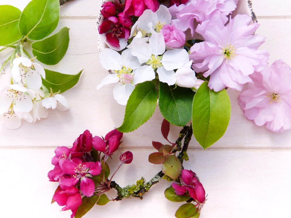 Embellishment pear apple tree