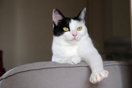 Animal predators the face of the cat