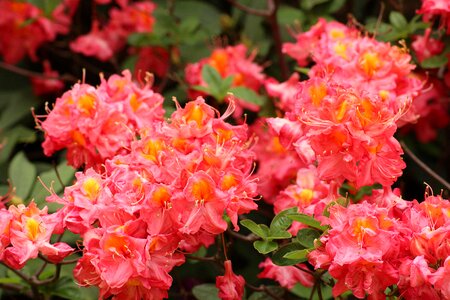 Ornamental shrub ornamental plants full bloom
