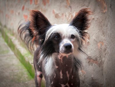 Black dog cute dog dog portrait photo