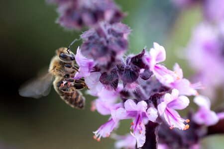 Insect close up macro