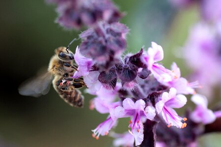 Insect close up macro photo