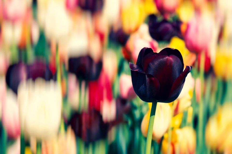 Violet flowers tulip field