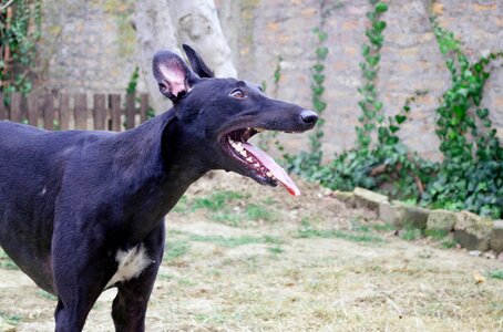 Hound sighthound pretty dog