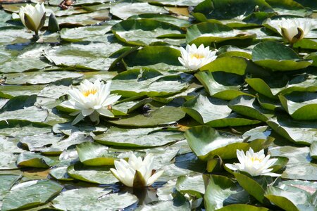 Waterlilies flowers water