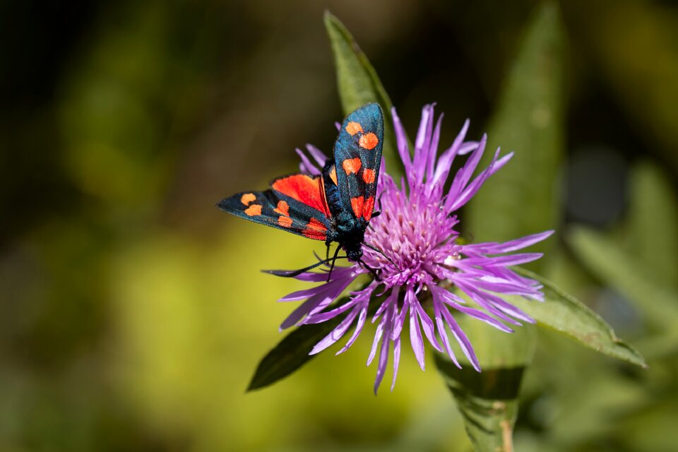 Blossom bloom flight insect