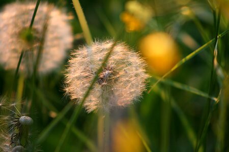 Seeds grass meadow
