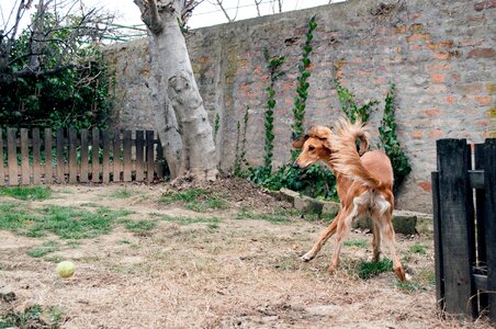 Greyhound pet dog photo