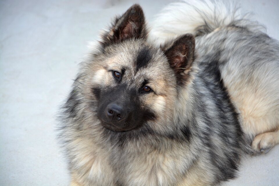 Canine female adorable