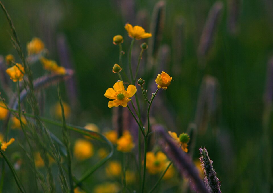 Buttercup meadow flower