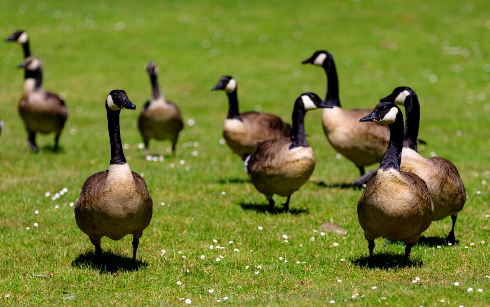 Goose nature lake