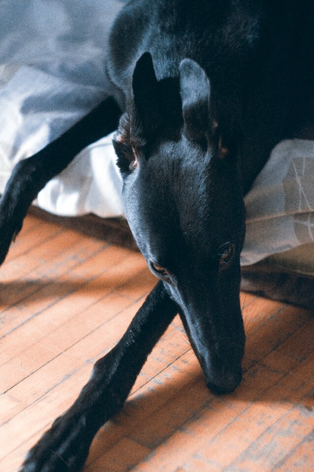 Hound sighthound dog resting