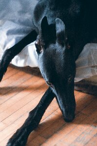Hound sighthound dog resting