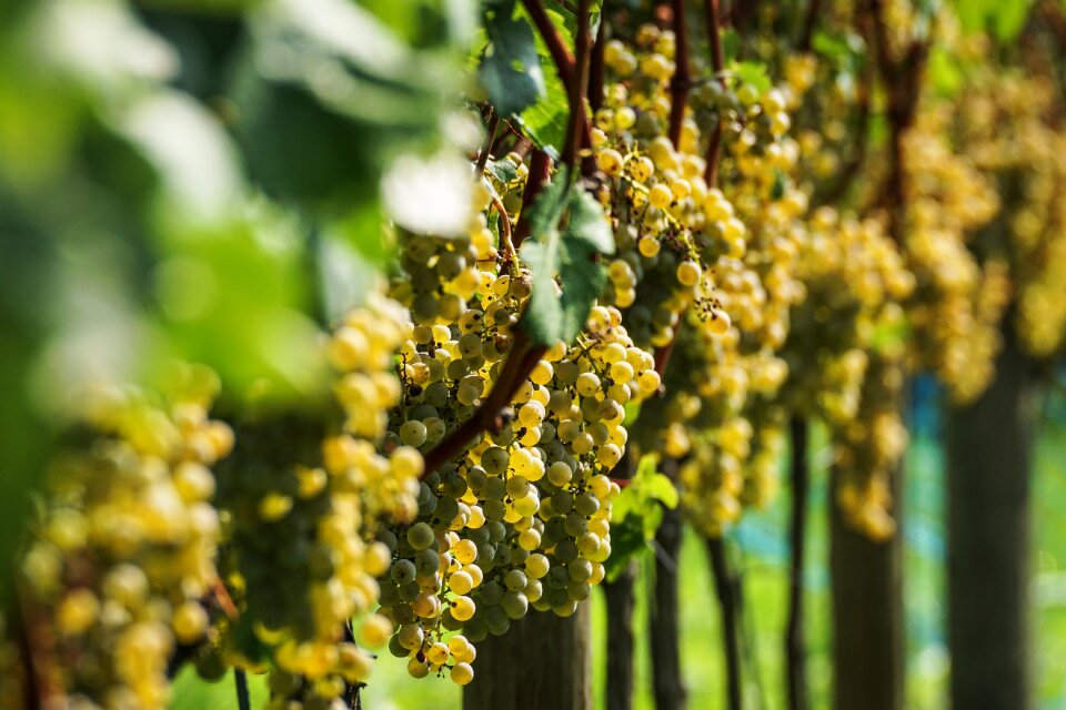 Winegrowing ripe sweet