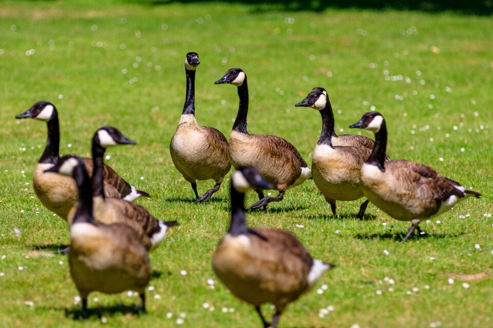 Goose nature lake