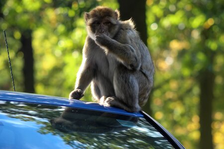 Park zoo reserve