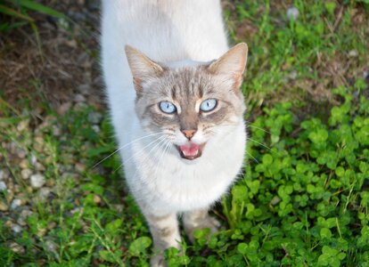 Next to blue cat nature moustache