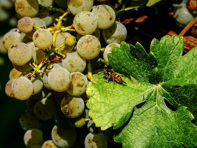 Winegrowing ripe sweet photo