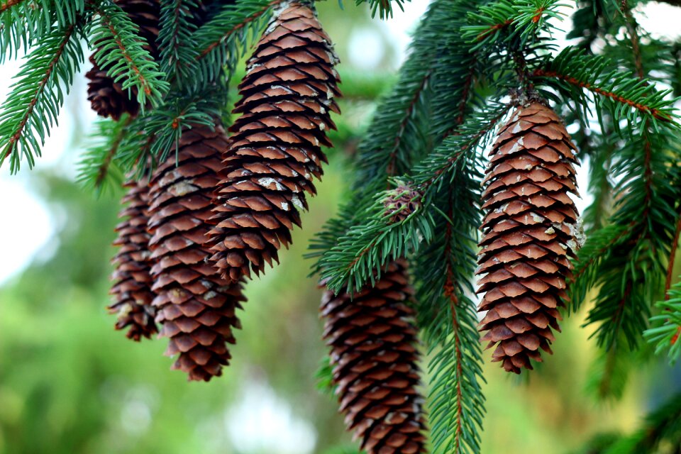 Forest needles sprig