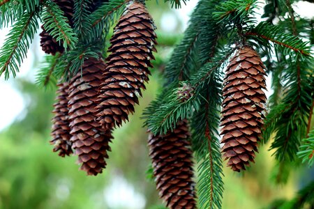 Forest needles sprig photo