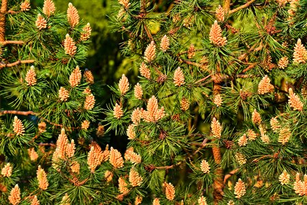 Conifer cone male cone young cone photo