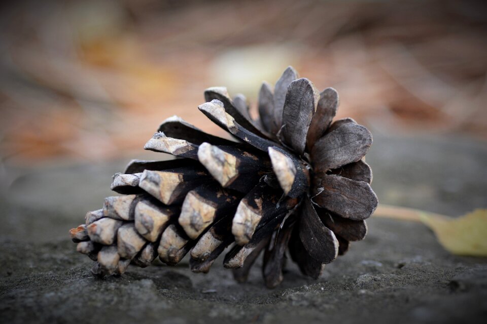 Coniferous needles pine