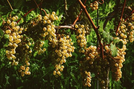 Winegrowing ripe sweet