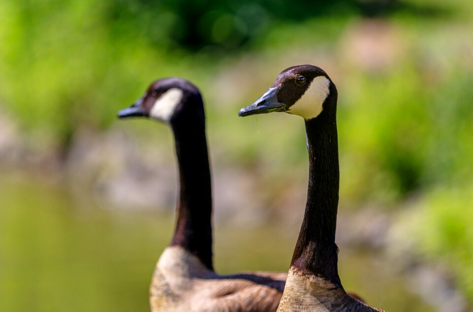 Goose nature lake