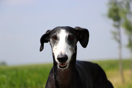 Long dog galgo greyhound